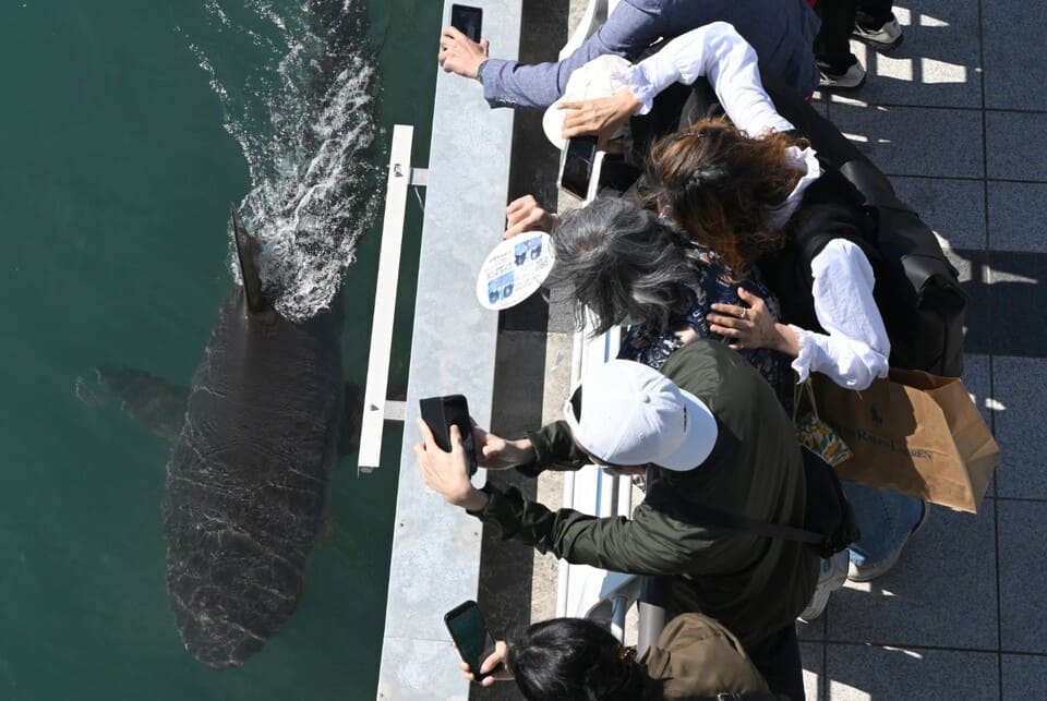 ÐÐ¾ÑÐµÑÐ¸ÑÐµÐ»Ð¸ Ð½Ð°Ð±Ð»ÑÐ´Ð°ÑÑ Ð·Ð° Ð°ÐºÑÐ»Ð¾Ð¹, Ð·Ð°ÑÑÑÑÐ²ÑÐµÐ¹ Ð² Ð²Ð¾Ð´Ð¾ÑÐ¼Ðµ. Ð¤Ð¾ÑÐ¾: Jung Yeon-Je/ AFP/ Getty Images