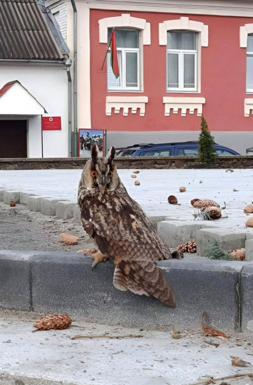 Ð¡Ð¾Ð²Ð° Ð½Ð° Ð±Ð¾ÑÐ´ÑÑÐµ