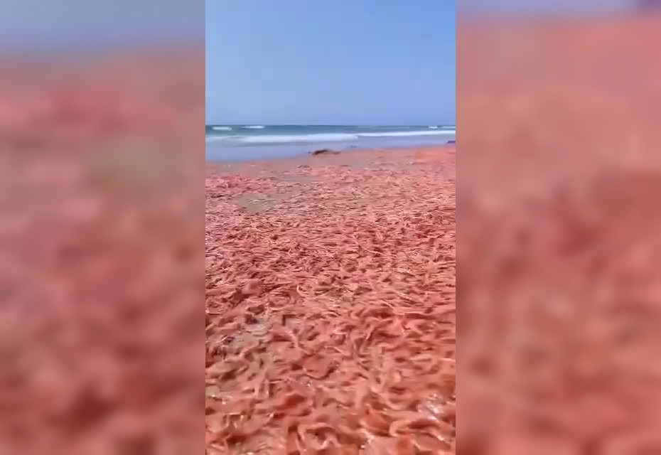 Ð¡ÑÐ¾Ð¿-ÐºÐ°Ð´Ñ Ñ Ð²Ð¸Ð´ÐµÐ¾