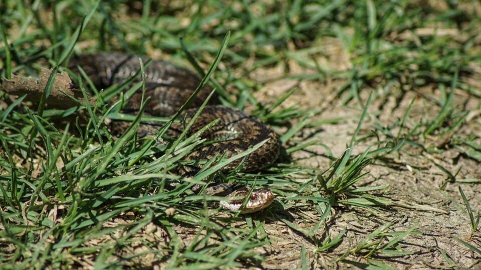 ÐÐ°Ð´ÑÐºÐ° - ÐµÐ´Ð¸Ð½ÑÑÐ²ÐµÐ½Ð½Ð°Ñ ÑÐ´Ð¾Ð²Ð¸ÑÐ°Ñ Ð·Ð¼ÐµÑ Ð² ÐÐµÐ»Ð°ÑÑÑÐ¸