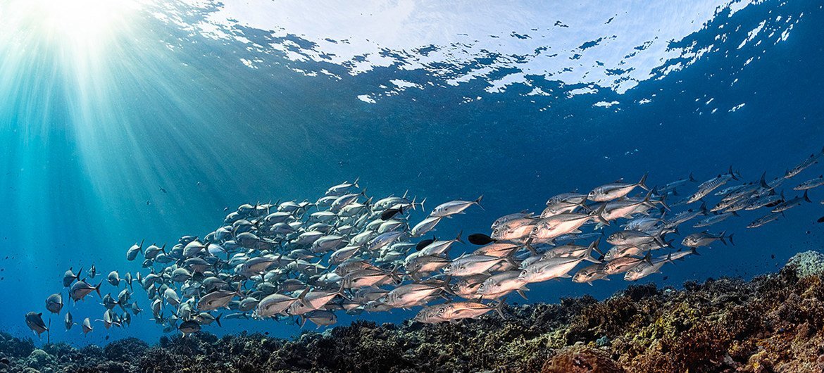 Ð¤Ð¾ÑÐ¾ - Coral Reef Image Bank/Ð¢.ÐÐµÐ½ 
