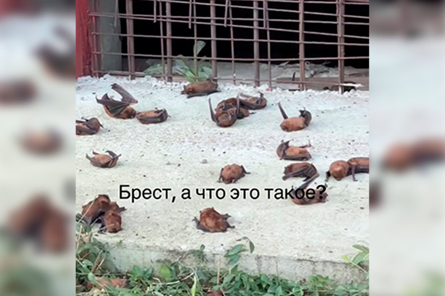 Ð¡ÐºÑÐ¸Ð½ÑÐ¾Ñ Ð²Ð¸Ð´ÐµÐ¾ TikTok, leruk_d