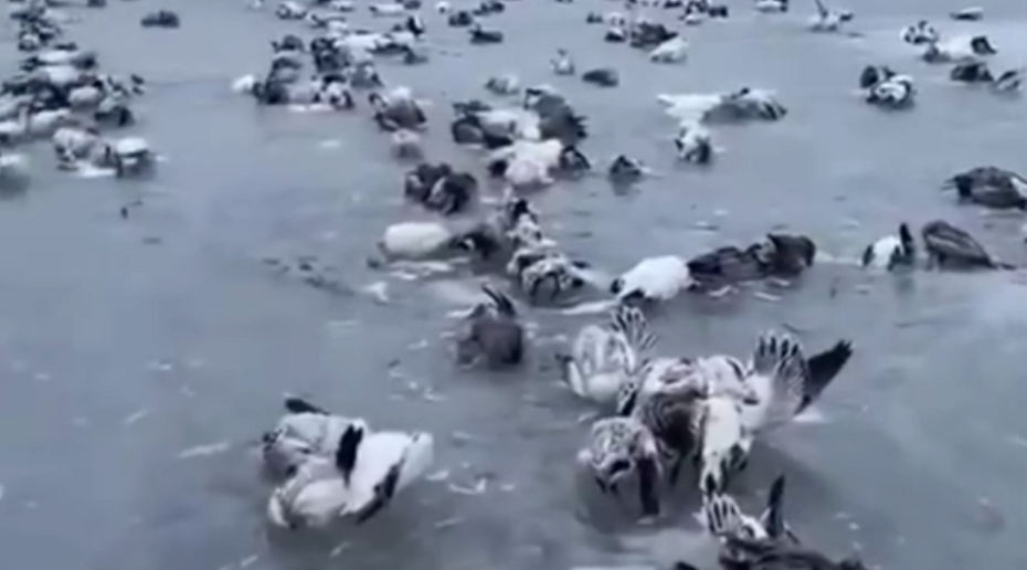 Ð¤Ð¾ÑÐ¾ - ÑÐºÑÐ¸Ð½ÑÐ¾Ñ Ð¸Ð· Ð²Ð¸Ð´ÐµÐ¾