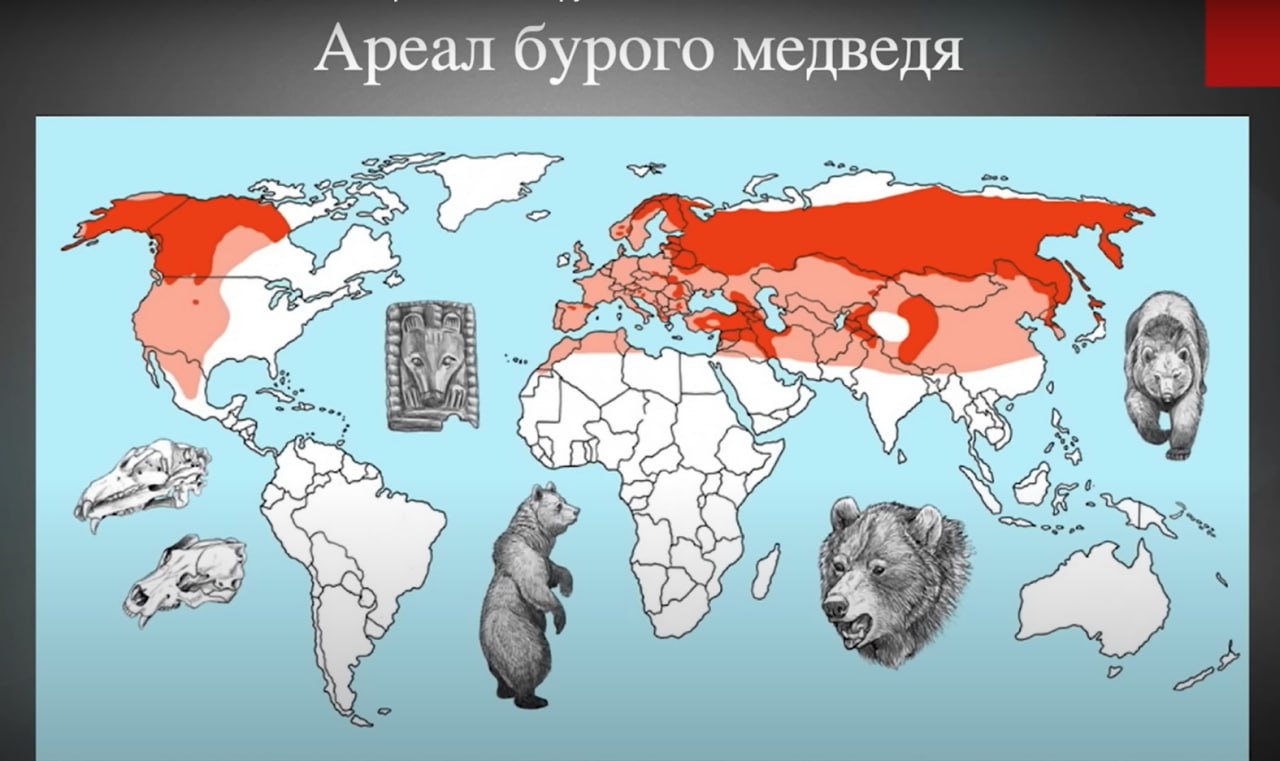 ÐÑÐµÐ°Ð» Ð±ÑÑÐ¾Ð³Ð¾ Ð¼ÐµÐ´Ð²ÐµÐ´Ñ. ÐÐ· Ð²Ð¸Ð´ÐµÐ¾Ð»ÐµÐºÑÐ¸Ð¸ ÐÐ¸ÑÐ°Ð¸Ð»Ð° ÐÑÐµÑÐ¼Ð°ÑÐ°Â&nbsp;