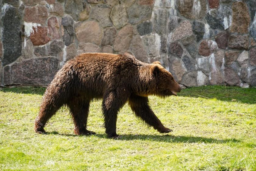 Ð¤Ð¾ÑÐ¾ Ð¾Ð´Ð½Ð¾Ð³Ð¾ Ð¸Ð· Ð±ÑÐ°ÑÑÐµÐ²