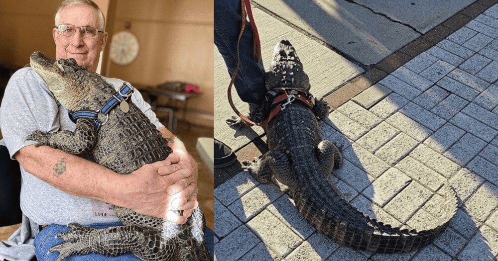 ÐÐ»Ð»Ð¸Ð³Ð°ÑÐ¾Ñ Ð£Ð¾Ð»Ð»Ð¸
