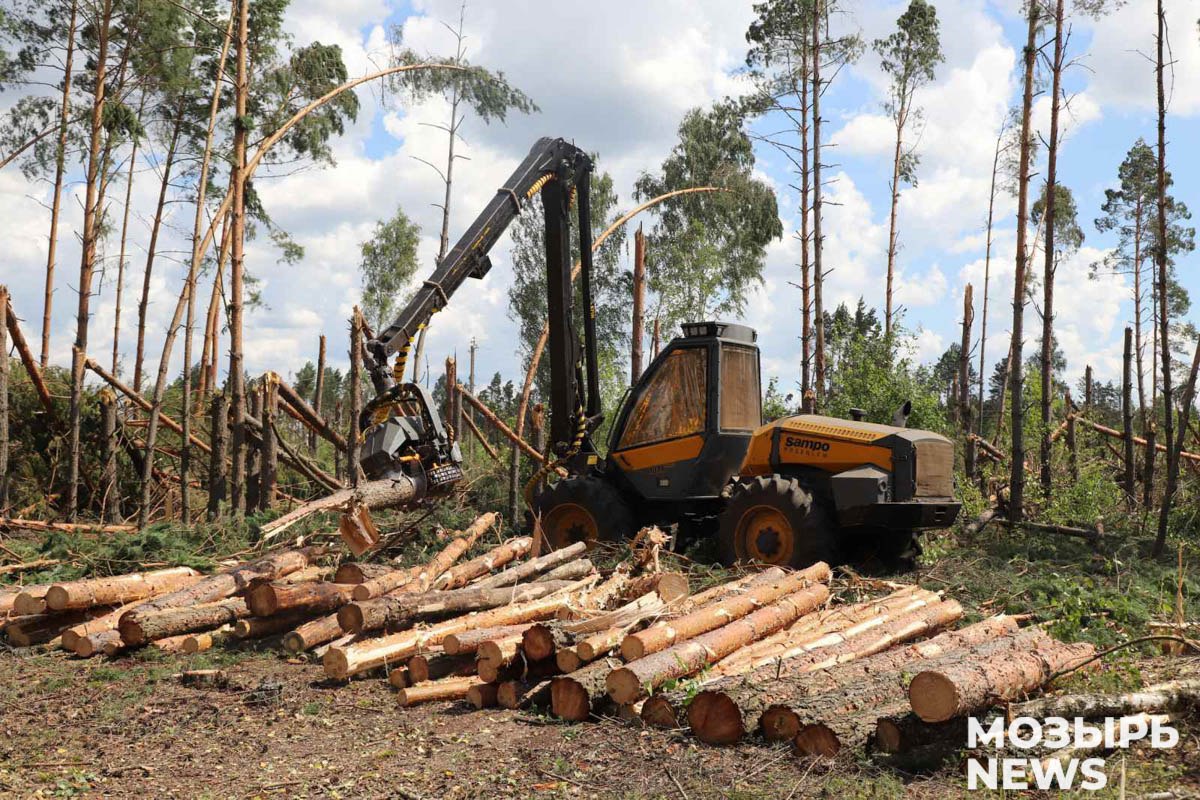 ÐÐ°Ð³Ð¾ÑÐ¾Ð²ÐºÐ° Ð´ÑÐµÐ²ÐµÑÐ¸Ð½Ñ Ð½Ð° ÑÑÐ°ÑÑÐºÐµ Ð»ÐµÑÐ°, Ð¿Ð¾Ð²ÑÐµÐ¶Ð´ÑÐ½Ð½Ð¾Ð³Ð¾ ÑÑÐ°Ð³Ð°Ð½Ð¾Ð¼ Ð² ÐÐ¾Ð·ÑÑÑÐºÐ¾Ð¼ ÑÐ°Ð¹Ð¾Ð½Ðµ