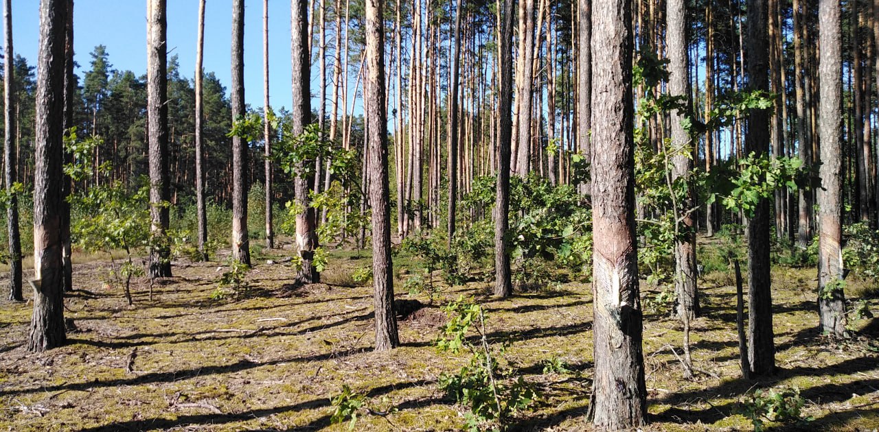 Ð 2024 Ð³Ð¾Ð´Ñ Ð¾Ð±ÑÑÐ²Ð¸Ð»Ð¸ Ð¾ Ð¿ÑÐ¾Ð²ÐµÐ´ÐµÐ½Ð¸Ð¸ Ð¿ÐµÑÐ²ÑÑ Ð±Ð¸ÑÐ¶ÐµÐ²ÑÑ ÑÐ¾ÑÐ³Ð¾Ð² ÑÐ¾ÑÐ½Ð¾Ð²Ð¾Ð¹ Ð¶Ð¸Ð²Ð¸ÑÐµÐ¹ Ð½Ð° ÑÐºÑÐ¿Ð¾ÑÑ. Ð¤Ð¾ÑÐ¾ - forest.bahna.land