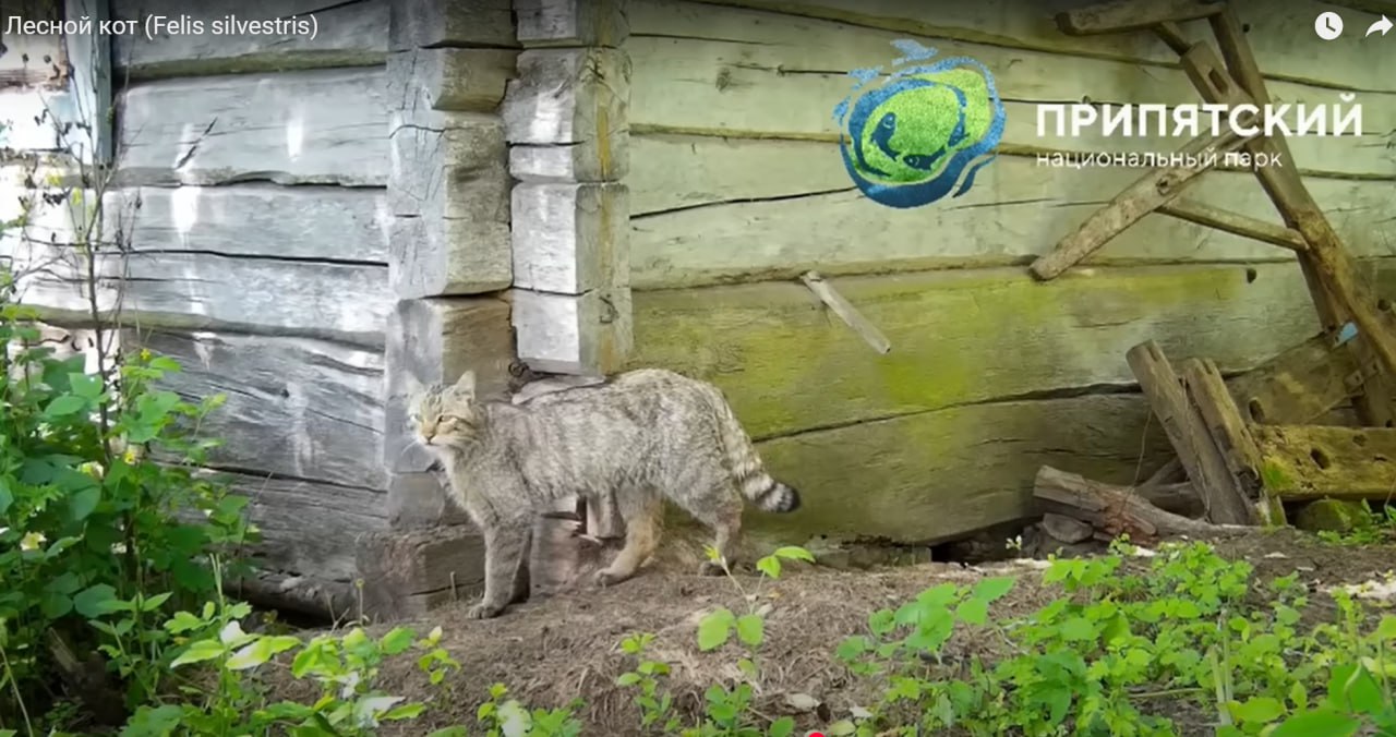 ÐÐ²ÑÐ¾Ð¿ÐµÐ¹ÑÐºÐ¸Ð¹ Ð»ÐµÑÐ½Ð¾Ð¹ ÐºÐ¾Ñ. Ð¤Ð¾ÑÐ¾ - Ð½Ð°ÑÐ¿Ð°ÑÐº "ÐÑÐ¸Ð¿ÑÑÑÐºÐ¸Ð¹"