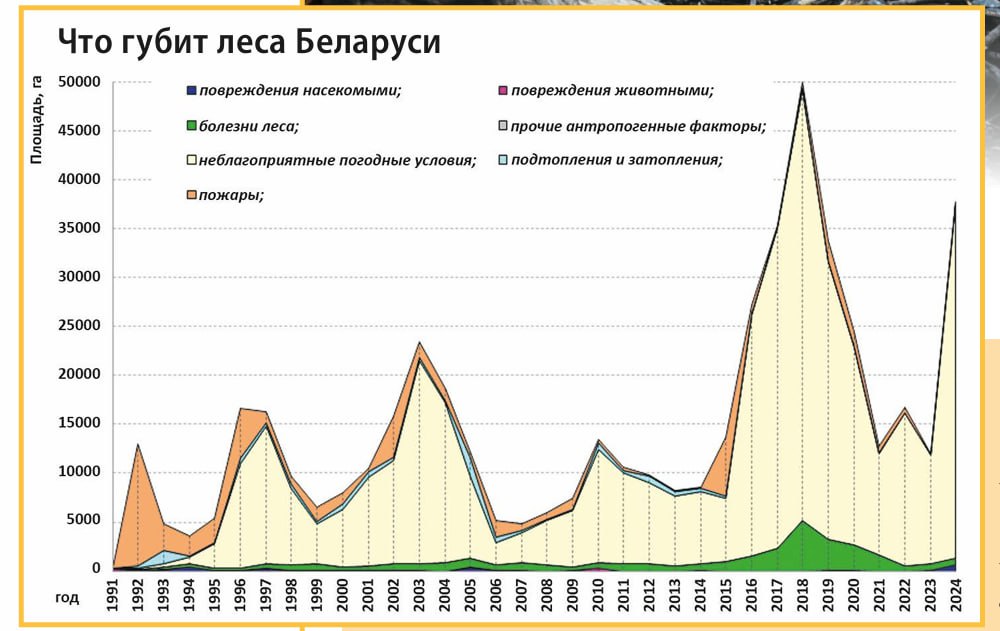 ÐÑÑÐ¾ÑÐ½Ð¸Ðº - ÐÐ¸Ð½ÑÐºÐ¸Ð¹ ÐÐ£Ð&nbsp;Ð¬ÐÐ&nbsp; , 15 Ð°Ð²Ð³ÑÑÑÐ° 2025 â 61 (4046)