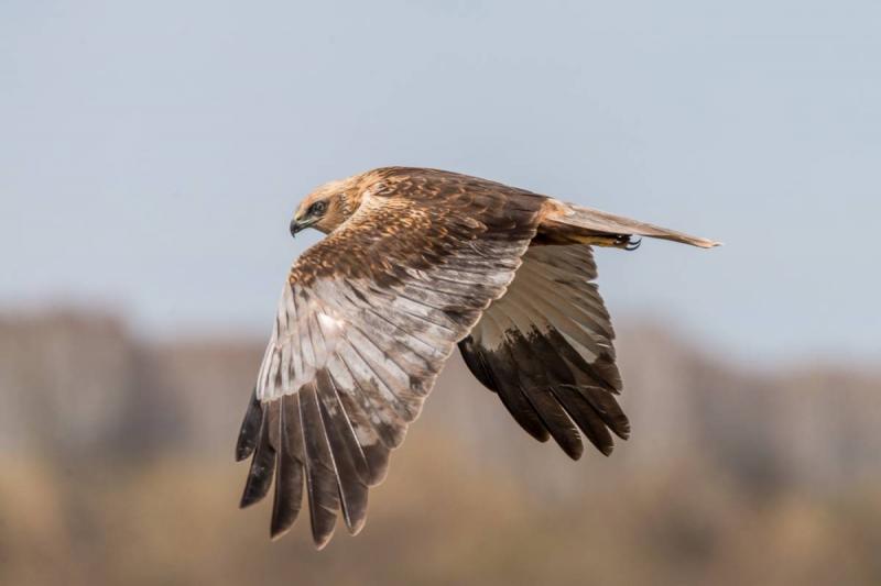 ÐÐ°Ð»Ð¾ÑÐ½Ñ Ð»ÑÐ½Ñ, ÑÐ¾ÑÐ° Sibirds.ru