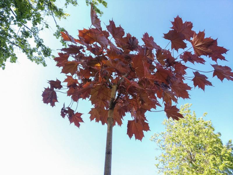 ÐÐ»ÑÐ½ Ð¾ÑÑÑÐ¾Ð»Ð¸ÑÑÐ½ÑÐ¹, Ð¸Ð»Ð¸ Acer platanoides
