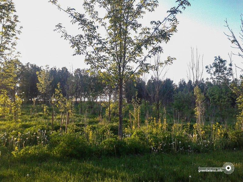 ÐÐ¾ÑÐ°Ð´ÐºÐ° Ñ Ð¦Ð½ÑÐ½ÑÐºÐ¾Ð³Ð¾ Ð²Ð¾Ð´Ð¾ÑÑÐ°Ð½Ð¸Ð»Ð¸ÑÐ°. ÐÐ½Ð½Ð° ÐÐ¾Ð»ÑÐ½ÐµÑ.