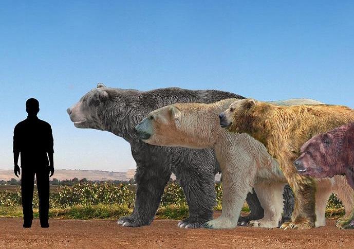 Ð¡ÑÐ°Ð²Ð½ÐµÐ½Ð¸Ðµ Ð² ÑÐ°Ð·Ð¼ÐµÑÐ°Ñ ÑÐµÐ»Ð¾Ð²ÐµÐºÐ° Ð¸ Ð´Ð¾Ð¸ÑÑÐ¾ÑÐ¸ÑÐµÑÐºÐ¸Ñ Ð¼ÐµÐ´Ð²ÐµÐ´ÐµÐ¹ (Arctotherium Angustidens, Ursus Maritimus Tyrannus, Arctodus Simus, Ursus Spelaeus)