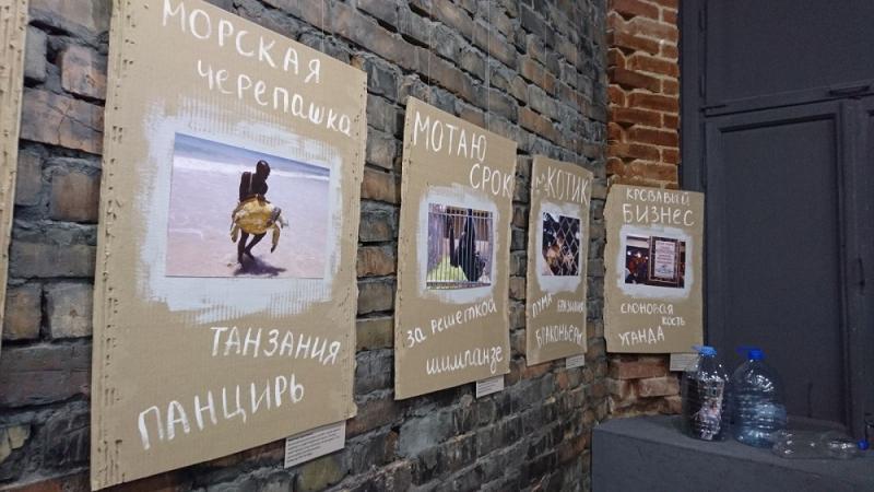 ÐÐ° ÑÐ¾ÑÐ¾ ÑÐ»ÐµÐ²Ð° â Ð´Ð¾Ð²Ð¾Ð»ÑÐ½ÑÐ¹ Ð¼ÐµÑÑÐ½ÑÐ¹ Ð¶Ð¸ÑÐµÐ»Ñ (Ð¢Ð°Ð½Ð·Ð°Ð½Ð¸Ñ) Ð½Ð°ÑÑÐ» Ð¼ÑÑÑÐ²ÑÑ ÑÐµÑÐµÐ¿Ð°ÑÑ Ð½Ð° Ð¿Ð»ÑÐ¶Ðµ ÐÐ½Ð´Ð¸Ð¹ÑÐºÐ¾Ð³Ð¾ Ð¾ÐºÐµÐ°Ð½Ð°, ÐµÑ Ð¿Ð°Ð½ÑÐ¸ÑÑ ÑÑÐ¾Ð¸Ñ Ð½ÐµÑÐºÐ¾Ð»ÑÐºÐ¾ ÑÐ¾ÑÐµÐ½ Ð´Ð¾Ð»Ð»Ð°ÑÐ¾Ð²