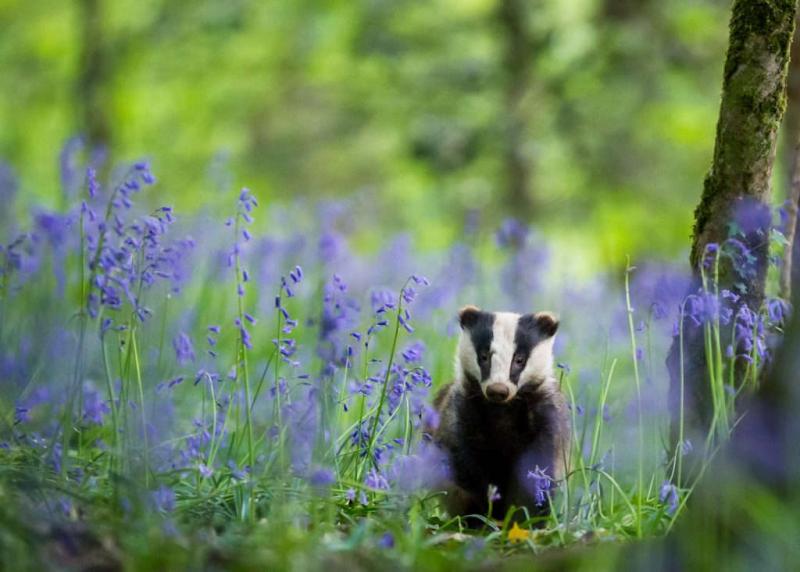 Ð¤Ð¾ÑÐ¾ -  Dave Hudson