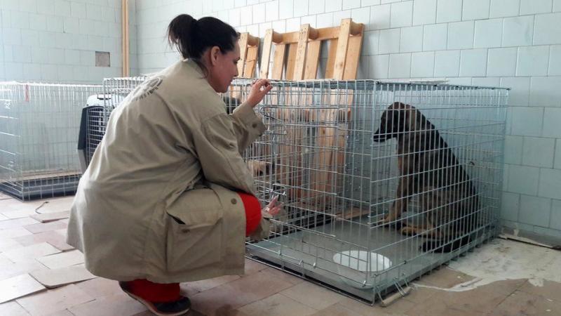 Ð ÑÑÐ¾Ð¼ Ð³Ð¾Ð´Ñ Ð¿Ð¾Ð¼Ð¾ÑÑ ÑÐ¾Ð±Ð°ÐºÐ°Ð¼ Ð§ÐµÑÐ½Ð¾Ð±ÑÐ»Ñ Ð¿ÑÐ¸ÐµÑÐ°Ð»Ð¸ Ð²Ð¾Ð»Ð¾Ð½ÑÑÑÑ Ð¸Ð· Ð¡Ð¨Ð, ÐÐµÐ»Ð¸ÐºÐ¾Ð±ÑÐ¸ÑÐ°Ð½Ð¸Ð¸ Ð¸ Ð¯Ð¿Ð¾Ð½Ð¸Ð¸. Ð¤Ð¾ÑÐ¾ - ÐÐÐ¡ 