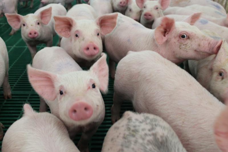  porkbusiness.com