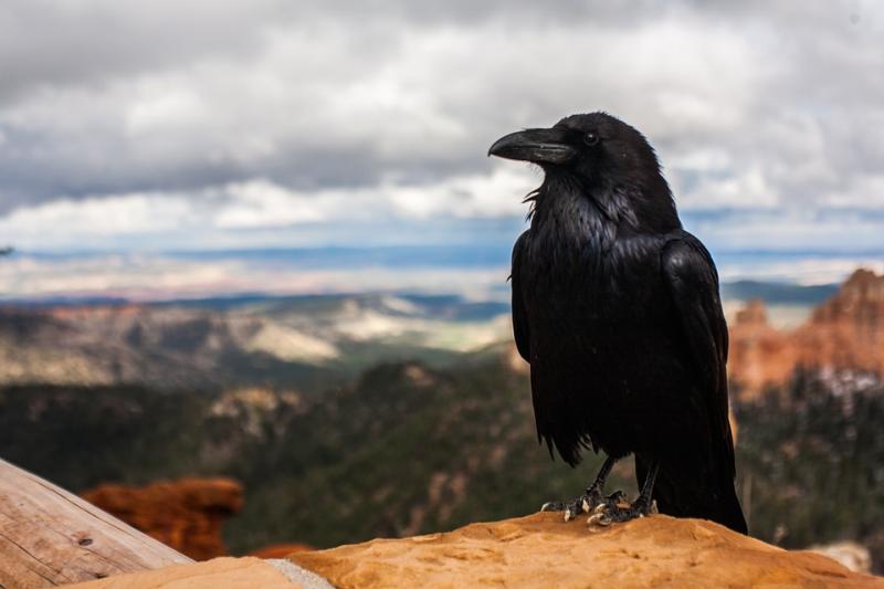 Ð¤Ð¾ÑÐ¾: pixabay.com