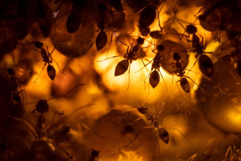 nationalgeographic.com