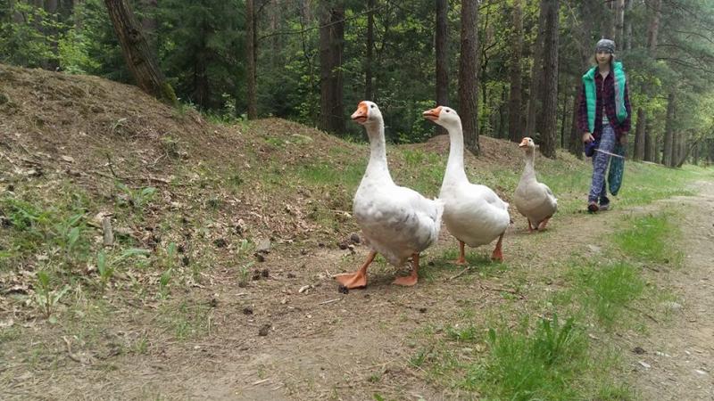 ÐÐ½Ð¾Ð³Ð´Ð° Ð³ÑÑÐ¸ ÑÐ¾Ð´ÑÑ Ð² Ð»ÐµÑ