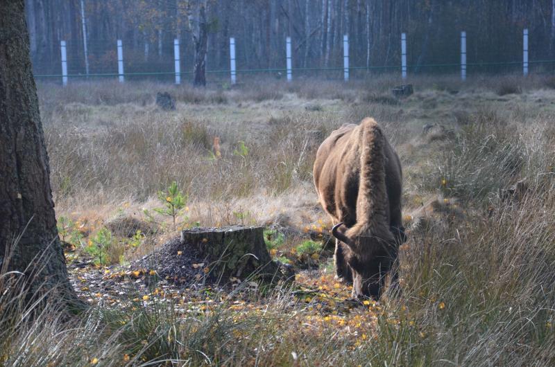 ÐÑÐ±Ñ Ð² Ð²Ð¾Ð»ÑÐµÑÐµ, ÐÐµÐ»Ð¾Ð²ÐµÐ¶ÑÐºÐ°Ñ Ð¿ÑÑÐ°. Ð¤Ð¾ÑÐ¾ â Ð¥ÑÐ¸ÑÑÐ¸Ð½Ð° Ð§ÐµÑÐ½ÑÐ²ÑÐºÐ°Ñ