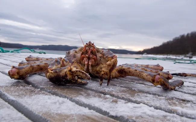 ÐÐ°Ð¼ÑÐ°ÑÑÐºÐ¸Ð¹ ÐºÑÐ°Ð± Ð² ÑÐµÐ·ÑÐ»ÑÑÐ°ÑÐµ ÑÐºÑÐ¿ÐµÑÐ¸Ð¼ÐµÐ½ÑÐ° ÑÐ¾Ð²ÐµÑÑÐºÐ¸Ñ ÑÑÐµÐ½ÑÑ Ð´Ð¾Ð±ÑÐ°Ð»ÑÑ Ð´Ð¾ ÐÐ¾ÑÐ²ÐµÐ³Ð¸Ð¸. Ð¤Ð¾ÑÐ¾ - Caro Fotoagentur / Kaiser / Scanpix / LETA 