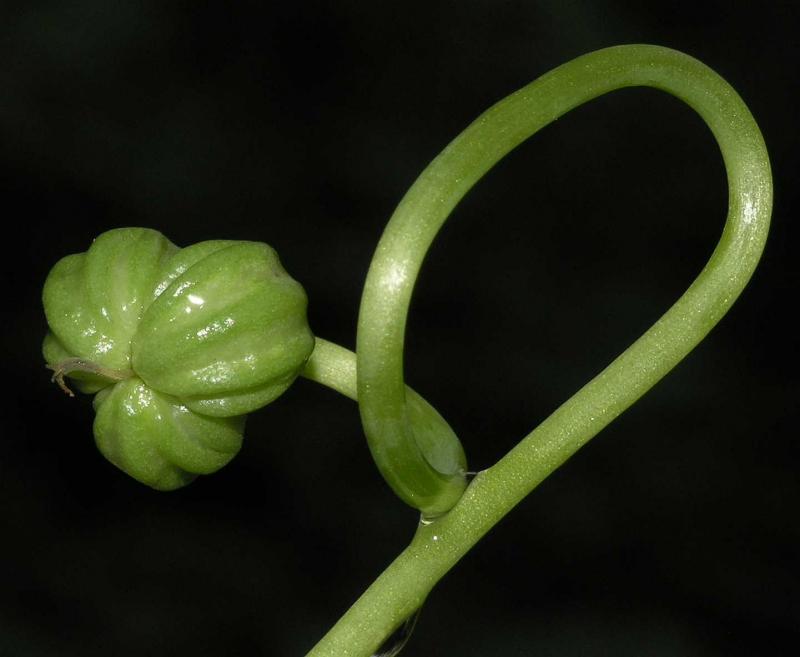 Ð¢Ð°Ðº Ð²ÑÐ³Ð»ÑÐ´Ð°Ðµ Ð¼Ð°Ð»Ð°Ð´Ð¾Ðµ Ð½Ð°ÑÐµÐ½Ð½Ðµ ÐºÐ²ÐµÑÐ°Ðº Ð½Ð°ÑÑÑÑÐ°Ðº, Ð°Ð»ÑÐ±Ð¾ Tropaeolum majus. Ð ÑÑ Ð¼Ð¾Ð¶Ð½Ð° Ð±ÑÐ»Ð¾ ÑÐ°Ð±ÑÑÑ Ð¼ÑÑÑÐ¾Ð²ÑÑ ÐºÐ°Ð¿ÐµÑÑÑ