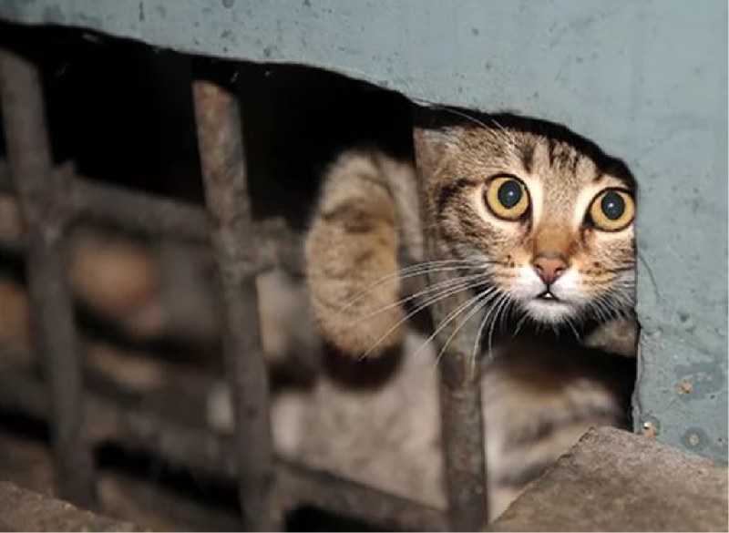  smolnews.ru