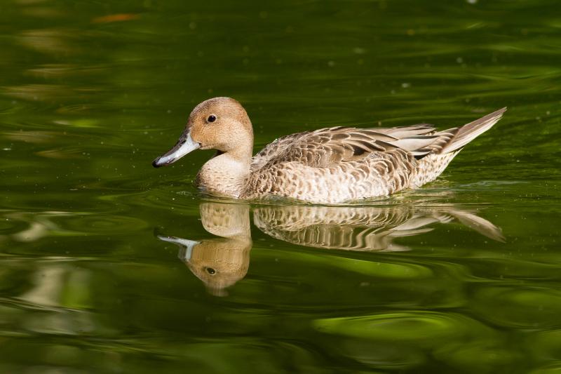 Ð¤Ð¾ÑÐ¾ - Shutterstock