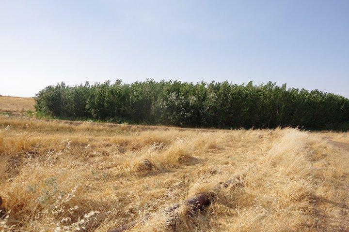 Ð­ÑÐ¾Ñ Ð½ÐµÐ±Ð¾Ð»ÑÑÐ¾Ð¹ Ð»ÐµÑ ÑÐ²Ð»ÑÐµÑÑÑ Ð¾ÑÑÐ°Ð½ÑÐµÐ¼Ð¾Ð¹ Ð»ÐµÑÐ½Ð¾Ð¹ ÑÐµÑÑÐ¸ÑÐ¾ÑÐ¸ÐµÐ¹, Ð¾Ð´Ð½Ð¸Ð¼ Ð¸Ð· Ð½ÐµÐ¼Ð½Ð¾Ð³Ð¸Ñ Ð¼ÐµÑÑ, Ð³Ð´Ðµ Ð´ÐµÑÐµÐ²ÑÑ Ð½Ðµ Ð±ÑÐ»Ð¸ Ð²ÑÑÑÐ±Ð»ÐµÐ½Ñ Ð¿ÑÐ¸ ÑÐ¸ÑÐ¸Ð¹ÑÐºÐ¾Ð¼ ÑÐµÐ¶Ð¸Ð¼Ðµ. ÐÐµÑÑÐ½ÑÐµ Ð¶Ð¸ÑÐµÐ»Ð¸ ÑÑÐ¸ÑÐ°ÑÑ ÑÑÐ¾ Ð¼ÐµÑÑÐ¾ ÑÐ½Ð¸ÐºÐ°Ð»ÑÐ½ÑÐ¼ Ð¸ ÑÐ¾Ð´ÑÑ ÑÑÐ´Ð° Ð½Ð° ÑÐµÐ¼ÐµÐ¹Ð½ÑÐµ Ð¿Ð¸ÐºÐ½Ð¸ÐºÐ¸. Ð¤Ð¾ÑÐ¾ ÑÐ´ÐµÐ»Ð°Ð½Ð¾ Ð»ÐµÑÐ¾Ð¼ 2019 Ð³Ð¾Ð´Ð°.