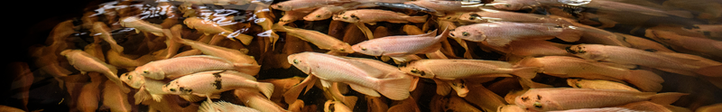 Ð¤Ð¾ÑÐ¾ â ecf-farmsystems.com