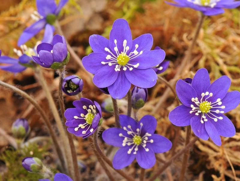 Ð¤Ð¾ÑÐ¾ - ashwoodnurseries.com