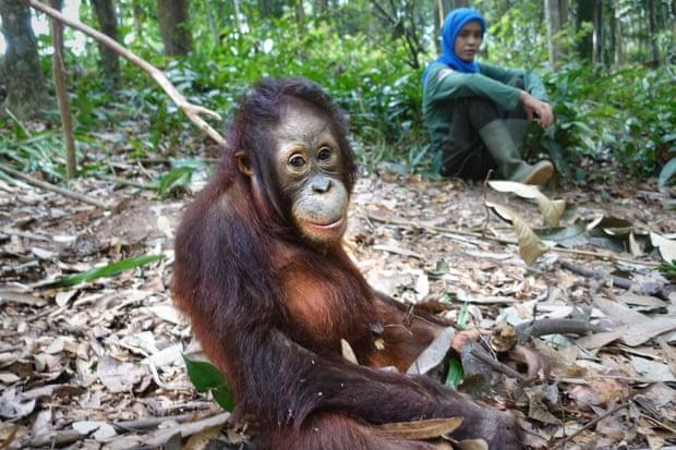  Signe Preuschoft/Jejak Pulang/Four Paws