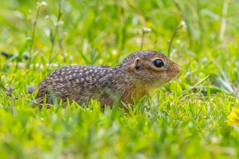  wildlife.by