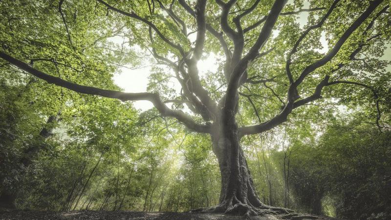 130-Ð»ÐµÑÐ½Ð¸Ð¹ Ð±ÑÐº Ð¸Ð· ÐÐ¸Ð´ÐµÑÐ»Ð°Ð½Ð´Ð¾Ð² Ð·Ð°Ð½ÑÐ» ÑÐµÑÐ²ÑÑÑÐ¾Ðµ Ð¼ÐµÑÑÐ¾. ÐÐ³Ð¾ Ð½Ð°Ð·ÑÐ²Ð°ÑÑ Ð²ÐµÐ´ÑÐ¼Ð¸Ð½ÑÐ¼ Ð´ÐµÑÐµÐ²Ð¾Ð¼ Ð·Ð° Ð¸Ð·Ð²Ð¸Ð»Ð¸ÑÑÑÐµ Ð²ÐµÑÐ²Ð¸ Ð¸ ÐºÐ¾ÑÐ½Ð¸, ÐºÐ¾ÑÐ¾ÑÑÐµ Ð²ÑÐ³Ð»ÑÐ´ÑÑ ÑÐ°Ðº, Ð±ÑÐ´ÑÐ¾ Ð½Ðµ Ð¼Ð¾Ð³ÑÑ Ð¿ÑÐ¾ÑÐ°ÑÑÐ¸ Ð² Ð·ÐµÐ¼Ð»Ñ. ÐÐ¾ Ð»ÐµÐ³ÐµÐ½Ð´Ðµ, Ð¿Ð¾Ð´ Ð½Ð¸Ð¼ Ð¿Ð¾ÑÐ¾ÑÐ¾Ð½ÐµÐ½Ð° ÑÐ°Ð·Ð±Ð¾Ð¹Ð½Ð¸ÑÐ° Ð§ÑÑÐ½Ð°Ñ ÐÐµÐ¹Ñ.