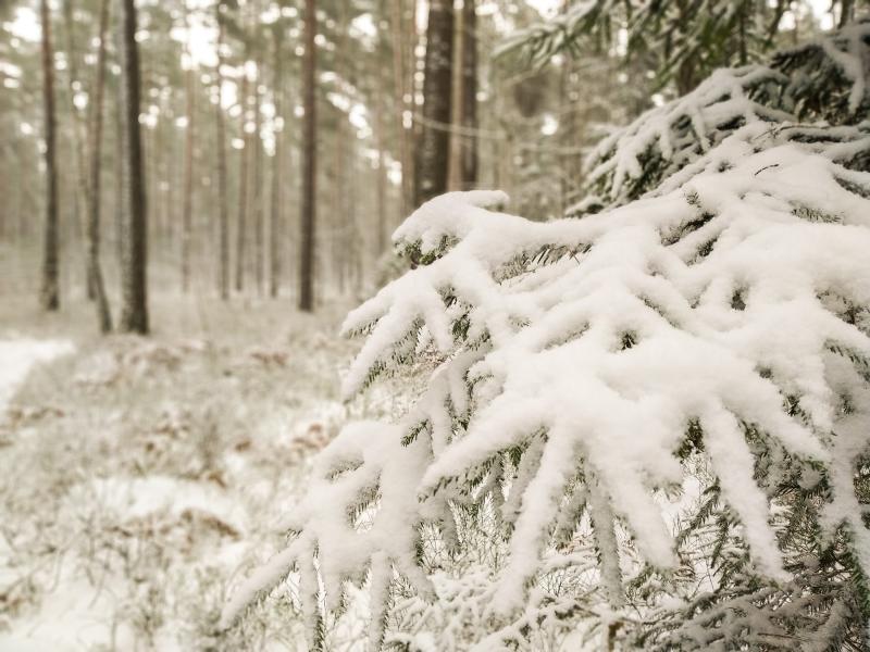 Ð¡Ð½ÐµÐ³ Ð² Ð½Ð°ÑÐ°Ð»Ðµ ÑÐµÐ²ÑÐ°Ð»Ñ. Ð¤Ð¾ÑÐ¾ ÑÐ´ÐµÐ»Ð°Ð½Ð¾ ÑÑÑÐ¾Ð¼, Ðº Ð¾Ð±ÐµÐ´Ñ ÐµÐ³Ð¾ ÑÐ¶Ðµ Ð½Ðµ Ð±ÑÐ»Ð¾ Ð½Ð° Ð´ÐµÑÐµÐ²ÑÑÑ