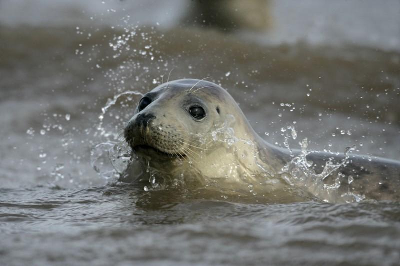 Ð¤Ð¾ÑÐ¾ â greenpeace.org