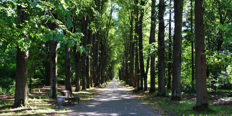 ÐÐ»Ð»ÐµÑ Ð»Ð¸Ð¿Ñ Ð² ÐÐ¾ÑÐ°Ð½Ð¸ÑÐµÑÐºÐ¾Ð¼ ÑÐ°Ð´Ñ, ÐÐ¸Ð½ÑÐº. Ð¤Ð¾ÑÐ¾ â cbg.org.by