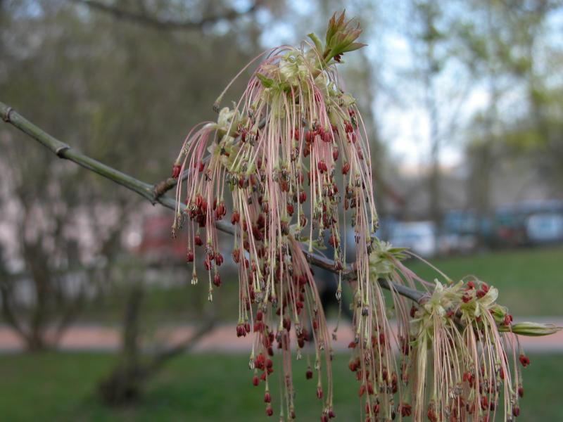ÐÐ»ÑÐ½ ÑÑÐµÐ½ÐµÐ»Ð¸ÑÑÐ½ÑÐ¹