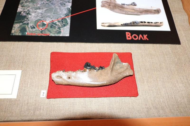 Ð§ÐµÐ»ÑÑÑÑ Ð´Ð¾Ð¸ÑÑÐ¾ÑÐ¸ÑÐµÑÐºÐ¾Ð³Ð¾ Ð²Ð¾Ð»ÐºÐ° Ð¸Ð· ÐÐ¾Ð¼ÐµÐ»Ñ