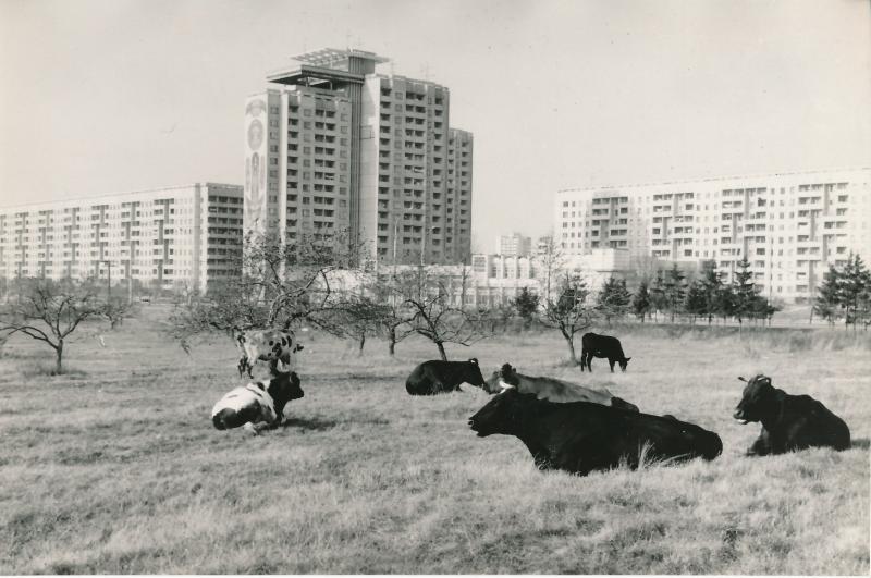 Ð¡ÑÐ°Ð½ÐµÑ Ð»Ð¸ Ð¿ÑÐ¸ÑÐ¾Ð´Ð° ÑÐ°ÑÑÑÑ Ð³Ð¾ÑÐ¾Ð´Ð¾Ð²?