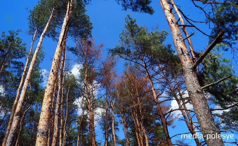 ÐÐµÑÐµÐ²ÑÑ Ñ Ð·Ð°ÑÐ¾ÑÑÐ¸Ð¼Ð¸ ÐºÑÐ¾Ð½Ð°Ð¼Ð¸ Ð±ÑÐ´ÑÑ Ð²ÑÑÑÐ±Ð°ÑÑ
