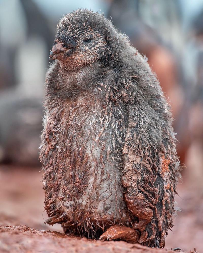 ÐÐ¾ÑÐµÐ¿Ð»ÐµÐ½Ð¸Ðµ - Ð½Ðµ ÑÐ¾, ÑÑÐ¾ Ð½ÑÐ¶Ð½Ð¾ Ð¿Ð¸Ð½Ð³Ð²Ð¸Ð½Ð°Ð¼, Ð¿Ð¸ÑÐµÑ National Geographic.