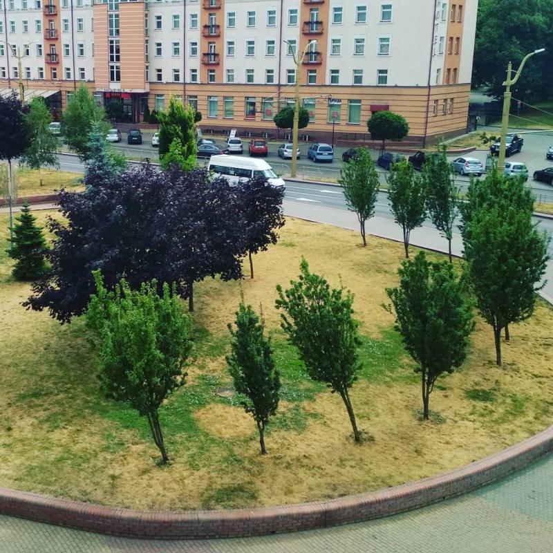 ÐÐ· ÑÐ¾ÑÑÐµÑÐµÐ¹ Ð¾ Ð·Ð½Ð°ÑÐµÐ½Ð¸Ð¸ Ð´ÐµÑÐµÐ²ÑÐµÐ² Ð² ÐÑÐ¾Ð´Ð½Ð¾: Â«ÐÐ´Ðµ Ð² Ð¿Ð¾Ð»Ð´ÐµÐ½Ñ Ð±ÑÐ»Ð° ÑÐµÐ½Ñ, ÑÐ°Ð¼ Ð¾ÑÑÐ°Ð»Ð°ÑÑ Ð·ÐµÐ»ÑÐ½Ð°Ñ ÑÑÐ°Ð²Ð°, Ð¾ÑÑÐ°Ð»ÑÐ½Ð°Ñ Ð²Ð¾ÐºÑÑÐ³ Ð²ÑÐ¶Ð¶ÐµÐ½Ð°. Ð¢Ð°Ðº ÑÑÐ¾ Ð² Ð¶ÑÐ»ÑÑÑ Ð³Ð°Ð·Ð¾Ð½Ð°Ñ Ð²Ð¸Ð½Ð¾Ð²Ð½Ð¾ Ð½Ðµ ÑÐ¾Ð»Ð½ÑÐµ, Ð° ÑÐµÐ»Ð¾Ð²ÐµÐº.