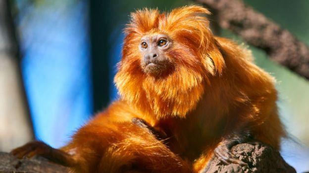 Ð¤Ð¾ÑÐ¾ - GETTY IMAGES