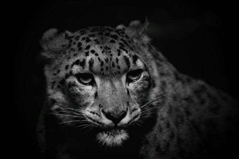 Ð¤Ð¾ÑÐ¾: pixabay.com