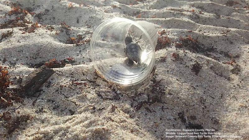  Ð¤Ð-ÑÑÑÐ°Ð½Ð¸ÑÐ°Â&nbsp; Broward County Sea Turtle Conservation Program