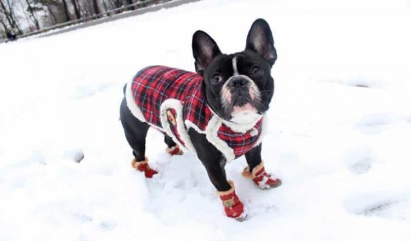 Ð¤Ð¾ÑÐ¾: dogsaholic.com