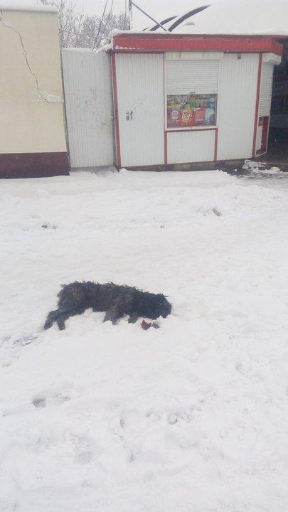 Ð¡Ð¾Ð±Ð°ÐºÐ°, ÐºÐ¾ÑÐ¾ÑÐ°Ñ, Ð¿Ð¾ ÑÐ»Ð¾Ð²Ð°Ð¼ Ð¶Ð¸ÑÐµÐ»ÑÐ½Ð¸ÑÑ Ð¢Ð¾Ð»Ð¾ÑÐ¸Ð½Ð°, ÑÐ¼ÐµÑÐ»Ð° Ð² Ð¼ÑÑÐµÐ½Ð¸ÑÑ Ð½Ð° Ð³Ð»Ð°Ð·Ð°Ñ Ñ Ð³Ð¾ÑÐ¾Ð¶Ð°Ð½. Ð¤Ð¾ÑÐ¾: Ð³ÑÑÐ¿Ð¿Ð° vk.com/overheard_tolochin 